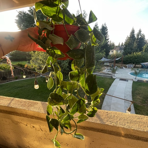 Meet your Posher, Faith - Picture 3 of 3